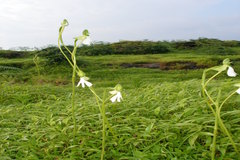 Habenaria longicorniculata
